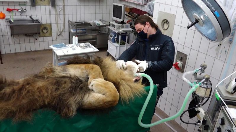 Lev byl příliš plodný, musel podstoupit vasektomii